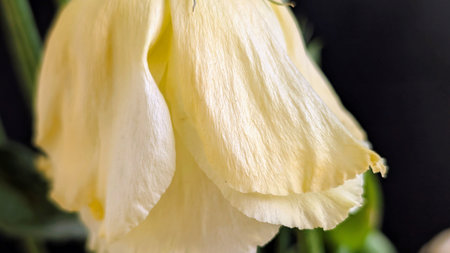 Beautiful orchid on black background, closeup. Space for text