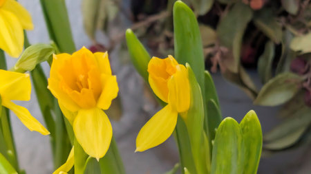 Yellow daffodils with green leaves on a blurred background.