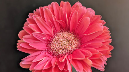 Pink gerbera flower on black background, closeup of photoの写真素材