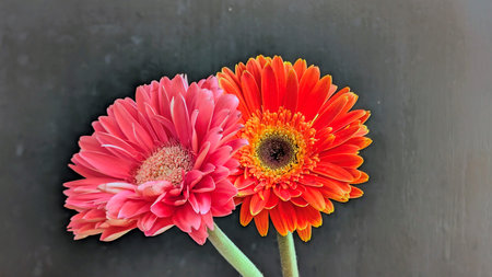Gerbera flower on black background, closeup of beautiful flower