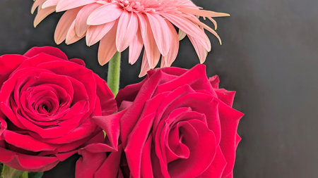 Red roses and pink gerbera on a black background with copy space