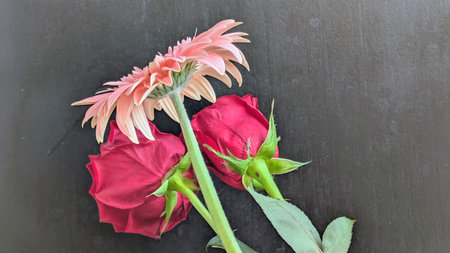 Red roses and gerbera on a black background with copy space