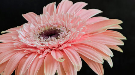 Pink gerbera flower isolated on black background. Close up.の写真素材