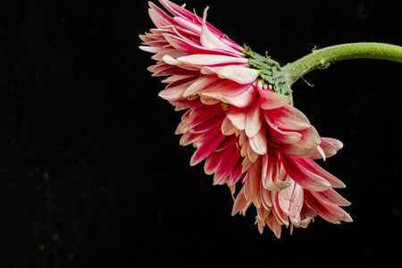 Pink chrysanthemum flower on a black background close upの写真素材