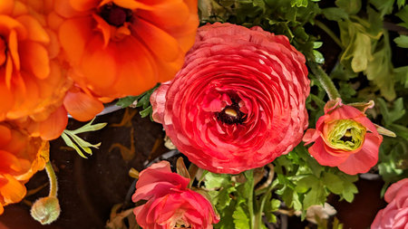 Ranunculus (persian buttercups) in a pot