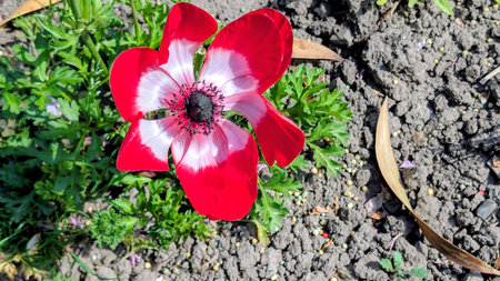 Red anemone flower on the flowerbed in the garden.