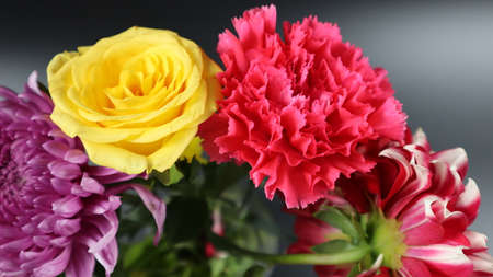 Colorful flowers in the winter seasonの写真素材