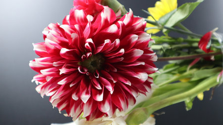 Colorful flowers in the winter seasonの写真素材