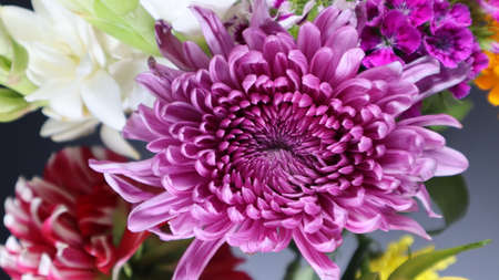 Colorful flowers in the winter seasonの写真素材
