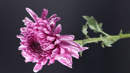 Colorful flowers in the winter seasonの写真素材