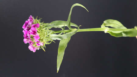Colorful flowers in the winter seasonの写真素材