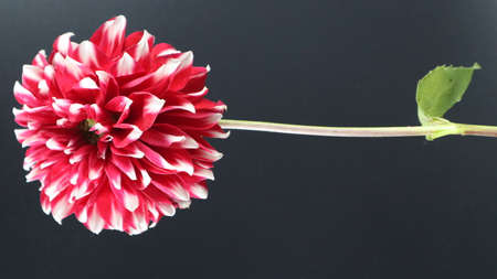 Colorful flowers in the winter seasonの写真素材