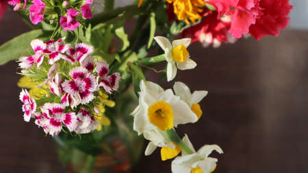 Colorful flowers in the winter seasonの写真素材