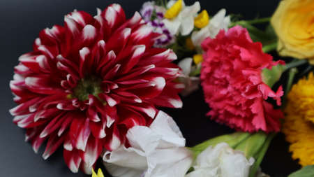 Colorful flowers in the winter seasonの写真素材