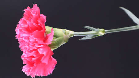 Colorful flowers in the winter seasonの写真素材