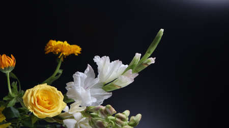 Colorful flowers in the winter seasonの写真素材