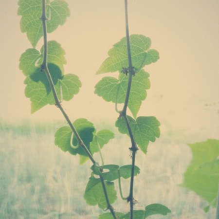 Green leavesの写真素材