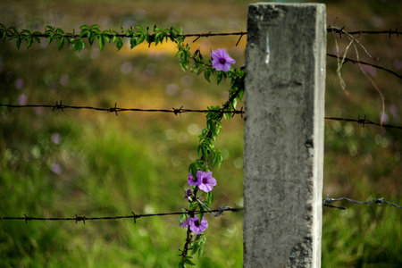 Old barbed wire fence with a purple flower in the foreground.の写真素材
