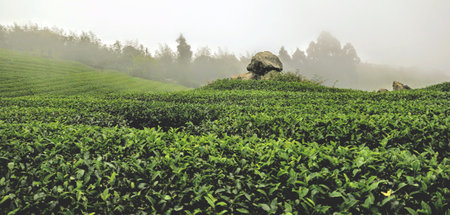 Tea Plantation in the morning, Chiang Rai, Thailand.の写真素材