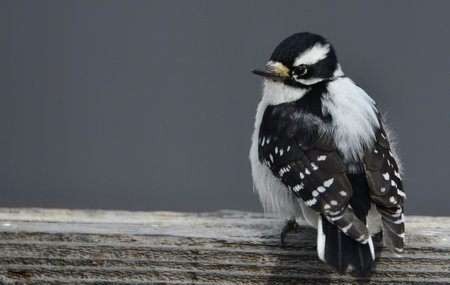 Downy Woodpecker (Dendrocopos pubescens)の写真素材