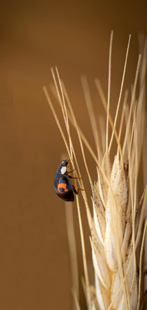 A ladybug on a spikelet of wheat in the rays of the setting sun
