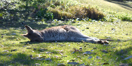 Kangaroo Sleeping