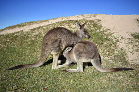 Mother and Baby Kangaroo Feedingの写真素材