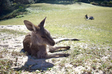 Kangaroo