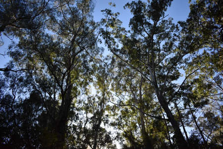 Treescapeの写真素材