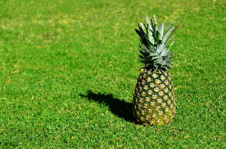 Pineappleの写真素材