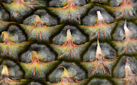 Pineappleの写真素材