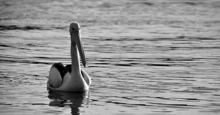 Pelican Swimmingの写真素材
