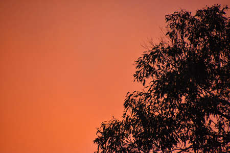 Sunset Treeの写真素材