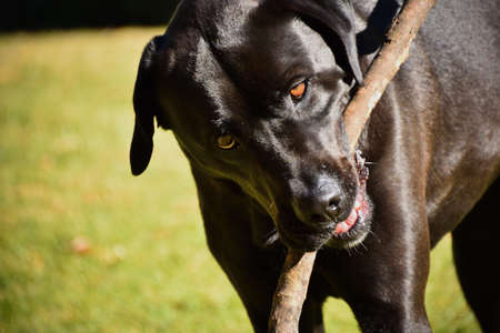 Labrador With Stickの写真素材