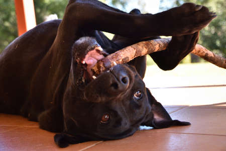 Labrador Chewing Stickの写真素材