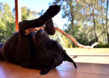 Labrador Chewing Stickの写真素材