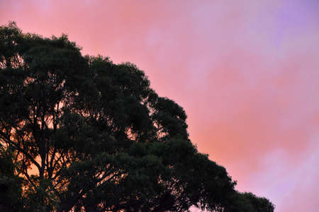 Tree Sunsetの写真素材