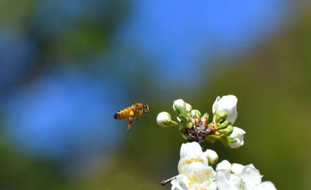 Bees Pollinating