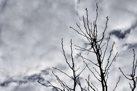 Dead Blossom Treeの写真素材