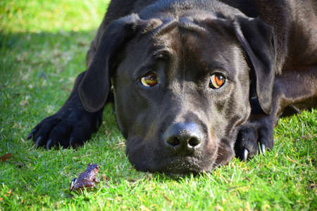 Frog and Dogの写真素材