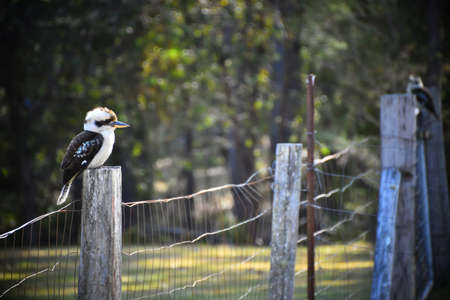 Kookaburras on a Fenceの写真素材