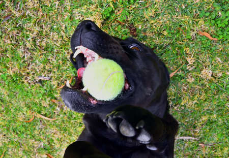 Dog with Tennis Ballの写真素材
