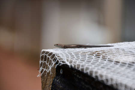 Skink on Netting