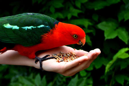 Hand Feeding King Parrotの写真素材