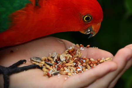 Hand Feeding King Parrotの写真素材