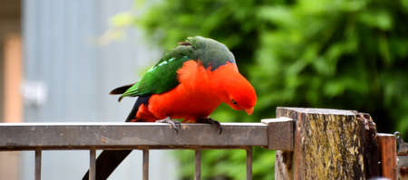 King Parrot on Fence