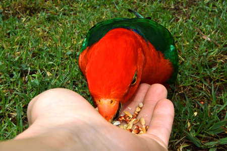 Hand Feeding King Parrotの写真素材