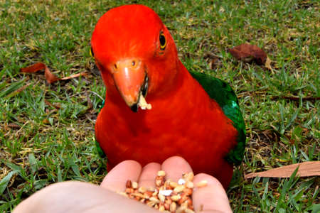 Hand Feeding King Parrotの写真素材