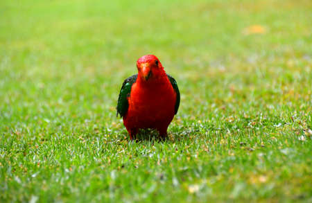 King Parrots in the Rainの写真素材