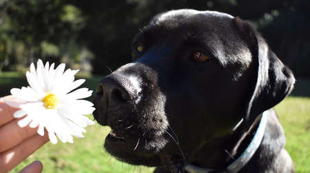 Labrador Smelling Daisyの写真素材